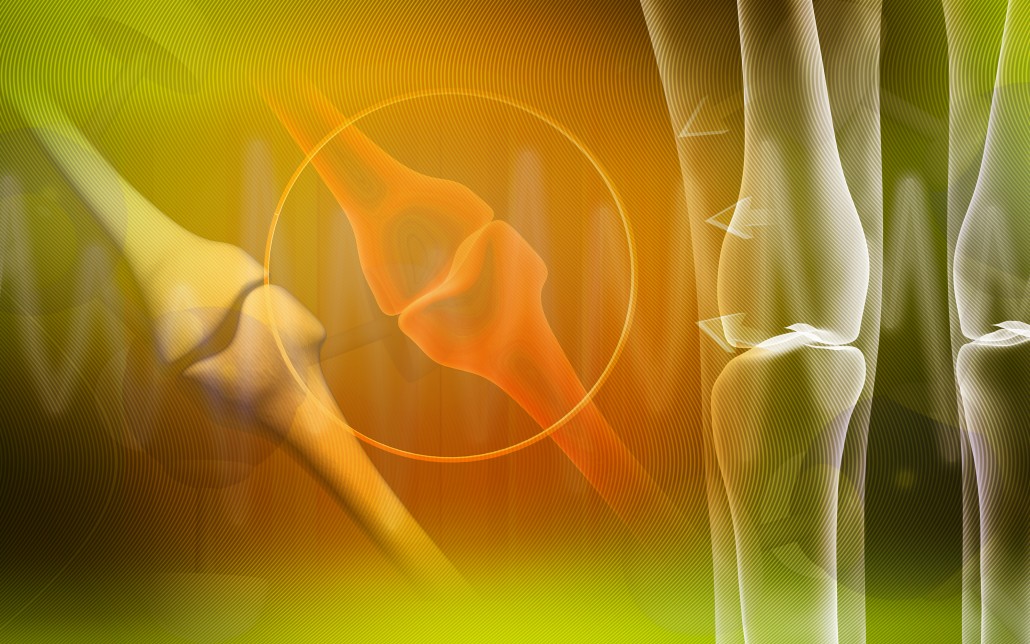 Human leg bone